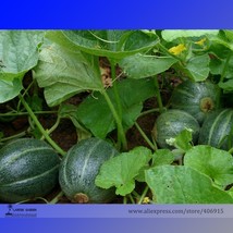 Rare Heirloom Small Emerald Gem Melon Cucumis Melo Seeds Professional Pack 20 Se - £5.57 GBP