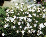 Dianthus Deltoides White 100 NON GMO Seeds - $6.82