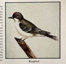 Kingbird Bird Print 1931 Blue Book Birds Of America Animals Nature Art P... - €8,59 EUR Kingbird Bird Print 1931 Blue Book Birds Of America Animals Nature Art P... - €8,59 EUR