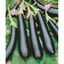 Guashi Store 100 Long Purple Eggplant Seeds Non Gmo Free Fast Shipping Fast Ship - £7.02 GBP