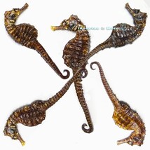 Lot of 5 Natural Lined Hippocampus Erectus Real Seahorses Marine Specime... - $119.00