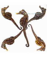Lot of 5 Natural Lined Hippocampus Erectus Real Seahorses Marine Specime... - $119.00
