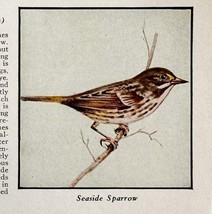 Seaside Sparrow Bird Print 1931 Blue Book Birds Of America Animals Art P... - €17,11 EUR
