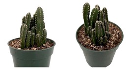 4&quot; Pot - Fairy Castle Cactus - Cereus - Houseplant/Terrarium/Fairy Garden - £38.32 GBP