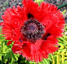 Beautiful Red Poppy Flower - 8x10 Framed Photograph - £19.98 GBP