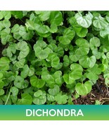 Dichondra Groundcover Kidney Weed Dichondra Repens Heirloom Seeds - $18.26 CAD