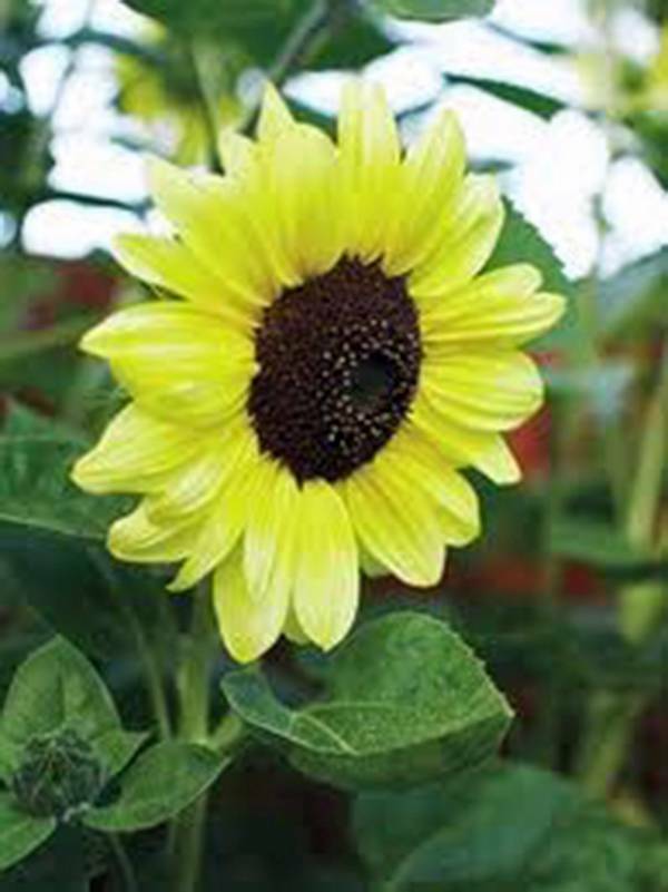 SUNFLOWER, LEMON QUEEN, 100 SEEDS ORGANIC LARGE BEAUTIFUL VIVID COLORFUL BLOOMS