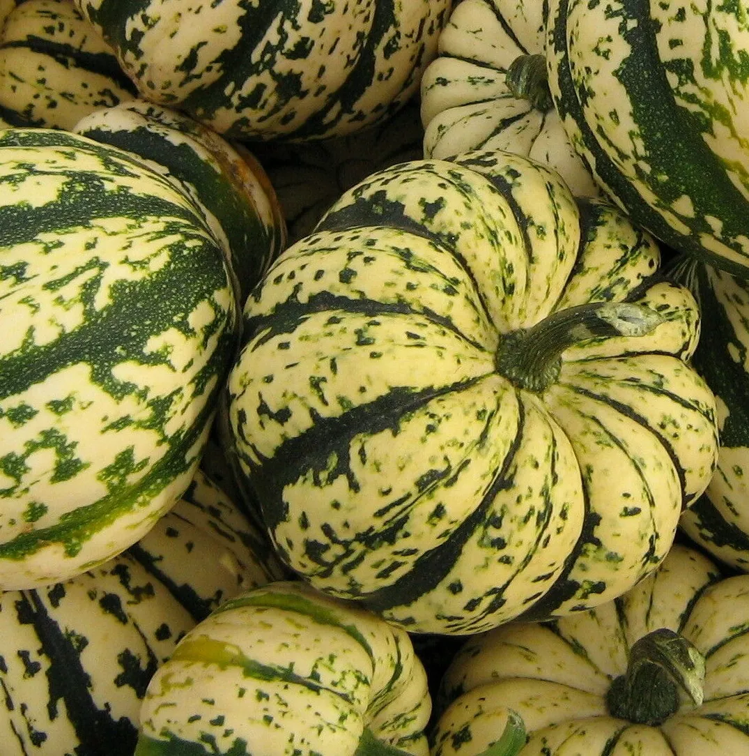 PSStore 20 Sweet Dumpling Squash Winter Squash Vegetables Heirloom Seeds - £7.39 GBP