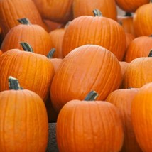 Jack O Lantern Pumpkin Seeds 20 Ct Halloween Vegetable New Fresh US Ship... - $4.80