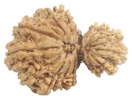 Raro 17 Mukhi Garbh Gauri Rudraksha - Nepal - 31.37 MM - Igl Certificato - $1,271.04