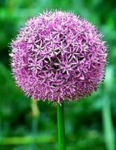 25 Pcs Giant Allium Globemaster Seeds #MNSB - £13.42 GBP