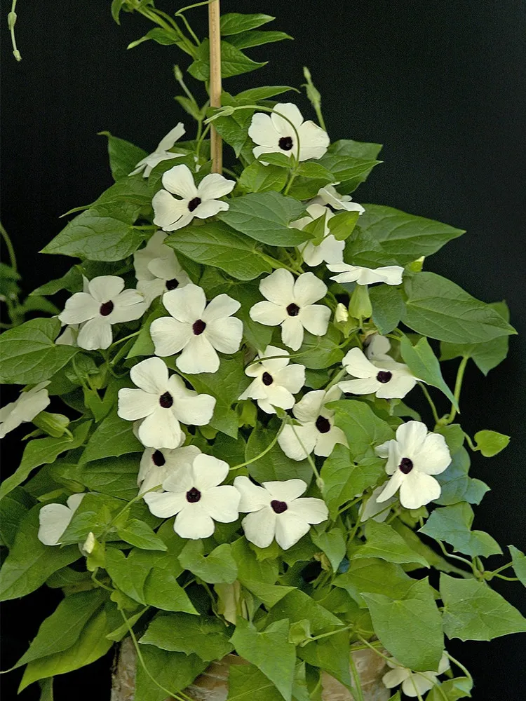 10 Thunbergia Alata Seeds, Milky White Flowers with Black Eye - £6.99 GBP