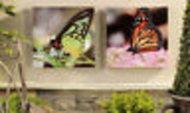 Butterfly Canvas Prints Framed Set of 2 Indoor Outdoor UV Protection 12" x 12" image 1
