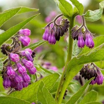 USA Seller True Comfrey Symphytum Officinale Herbs Fast Shipping - £15.80 GBP