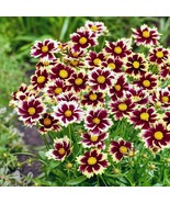 PSA Coreopsis Solar Fancy 2 Seeds Potted Plants In Grower'S Pots Fast Gr... - €45,21 EUR PSA Coreopsis Solar Fancy 2 Seeds Potted Plants In Grower'S Pots Fast Gr... - €45,21 EUR