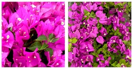 Live Bougainvillea Well Rooted ROYALE PURPLE starter/plug plant - £38.36 GBP