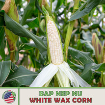 LWSTORE 25 Bap Nep Nu White Waxy Corn Seeds White Glutinous Corn Heirloom Genuin - £6.79 GBP