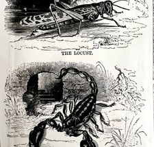 Scorpion Locust Plague Demons 1880 Apocalypse Victorian Woodcut Religion... - $49.99