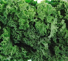 US SELLER 200 Dwarf Siberian Kale Seeds Non-GMO | Heirloom | Fresh Garde... - £7.90 GBP