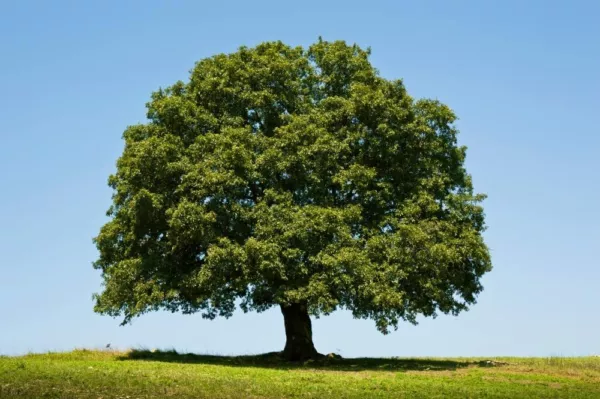 5 Big Healthy White Oak Tree Seeds For Planting Usa Seller - £14.76 GBP