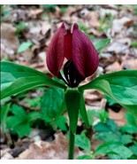 Beautiful 5 Bulb/Root PRAIRIE TRILLIUM Premium NATIVE WOODLAND WILD FLOW... - $38.82
