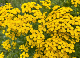 100 Pc Seeds Yellow Tansy Flower,  Tanacetum Vulgare Seeds for Planting | RK - £13.22 GBP