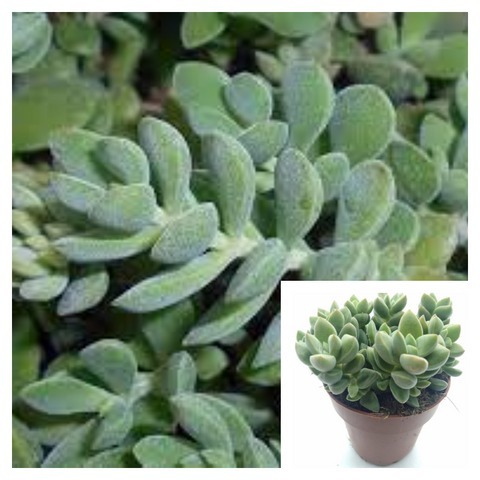 Crassula Lanuginosa Plant 4 Inches - $18.99