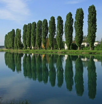 THEVES POPLAR - Populus nigra ‘Afghanica’ - 10 Easy To Root 10-12 inch Cuttings - £15.72 GBP