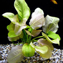 Aquarium Plants Aquatic Amazon Sword Roots Echinodorus Yellow Flame Sun Pot Live - £49.77 GBP