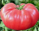 Pink Brandywine Tomato Seeds 50 Indeterminate Vegetable Garden Fast Ship... - £7.20 GBP