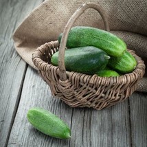 60 Spacemaster Cucumber Seeds    Fresh Vegetable Garden Seeds  - £5.63 GBP