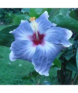 HT 20 Blue Silver Hibisc Seeds Flowers Flower Seeds Perennial Bloom 470 ... - $10.93