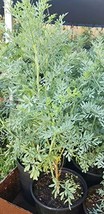 Plant,  Ruda Plant Common Rue Ruta graveolens Herb of Grace 5 to 7 inche... - £16.78 GBP