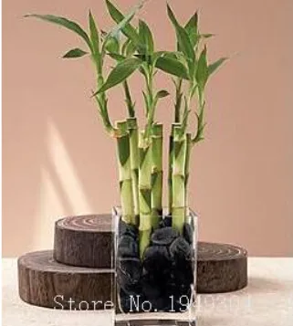 Lucky Bamboo Choose Potted Seed Variety Complete Dracaena Plant The Budding - $9.99