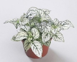 US Seller 50 Hypoestes Seeds Hypoestes Confetti White Seeds Fast Shipping - $21.50