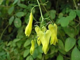 25 Golden Teas Bleeding Heart Dicentra Spectabilis Shade Flower Garden Perennial - £13.87 GBP