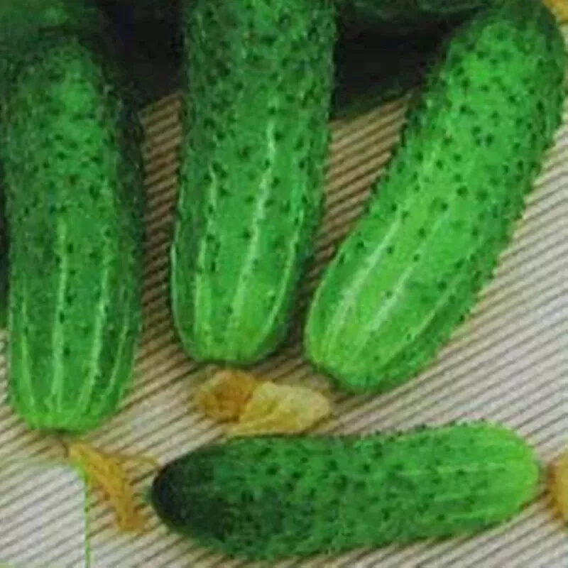 25 Seeds Hmx 8416 Cucumbers Edible Fresh USA Fast Shipping - $16.50