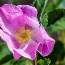 Rosa Woodsii Woods Rose 10 Seeds Garden - £15.54 GBP