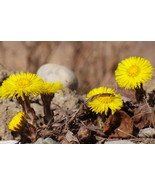 Tussilago farfara seeds coltsfoot seed semillas graines - $7.22 CAD+