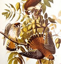 Sparrow Hawk Bird Print 1946 Color Art John James Audubon Nature DWV2E - £31.45 GBP