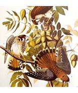 Sparrow Hawk Bird Print 1946 Color Art John James Audubon Nature DWV2E - £31.23 GBP