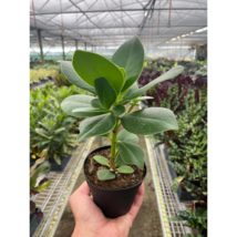 Clusia 'Princess' (Autograph Plant) - $12.99+