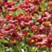 150 Seeds BLANKET FLOWER Mix Annual &amp; Perennial Hummingbirds Butterflies Non-GMO - £9.56 GBP