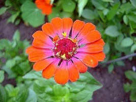 PowerOn Zinnia Whirlygig Bi-Color Flower Seeds Mix  Long Lasting Annual - £5.77 GBP