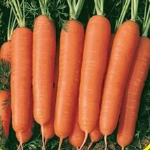 HT Scarlet Nantes Carrot Seeds 300 Seeds Non-Gmo 1087 Garden Seeds - $9.94