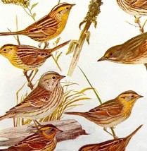 Sparrows 9 Varieties 1936 Bird Lithograph Color Plate Art Nature Print DWU12C - £19.57 GBP