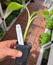 Dwarf Puerto Rican Plantain Live Plant Cooking Plantain USA Seller - £58.67 GBP