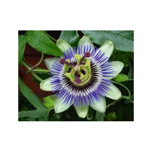 Fresh Seeds Passion Flower Blue Passiflora Vine 10 Seeds - £9.36 GBP