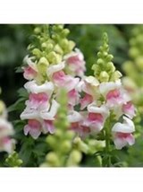 100 Seeds Snapdragon Appleblossom Step-by-step guide included with quality seeds - £6.72 GBP