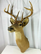 Vintage 8 Point or 4x4 Whitetail Deer Shoulder Mount Taxidermy - Beautif... - £193.88 GBP